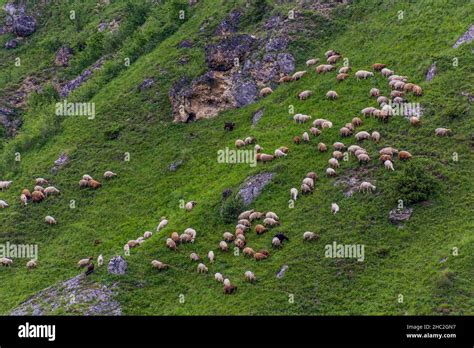 Herd Of Sheep Near Laza In Caucasus Mountains Azerbaijan Stock Photo