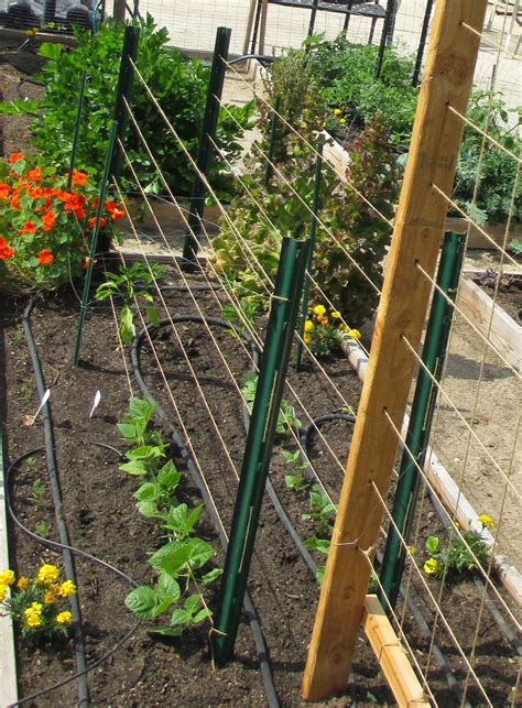 How To Build A Trellis For Climbing Plants
