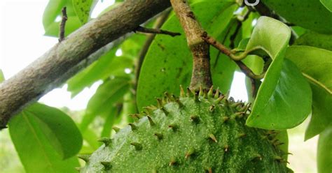 Khasiat durian belanda amat penting untuk kesihatan terutamanya bagi ibu hamil. cintaimaginasi: Tahukah Anda Khasiat Buah Durian Belanda