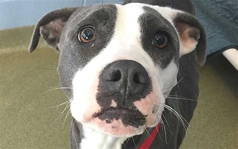 They are stubborn and fearless, but very gentle and kind with family. Violet | Dogs Available for Adoption | NH Humane Society ...