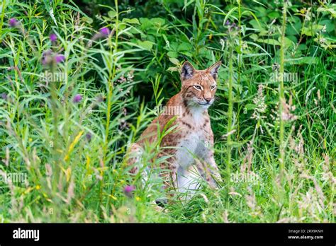 European Lynx Lynx Lynx Stock Photo Alamy