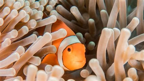 No More Finding Nemo Clownfish May Not Adapt To Changing Climate Go