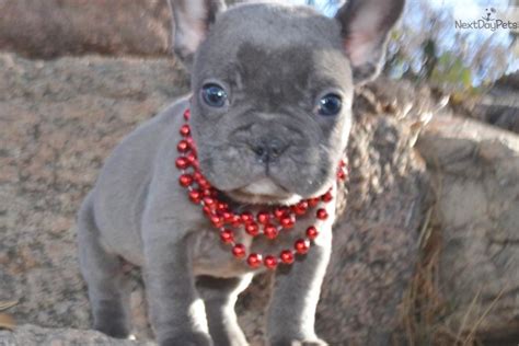 All our puppies come with a one year guarantee. French Bulldog puppy for sale near Colorado Springs ...