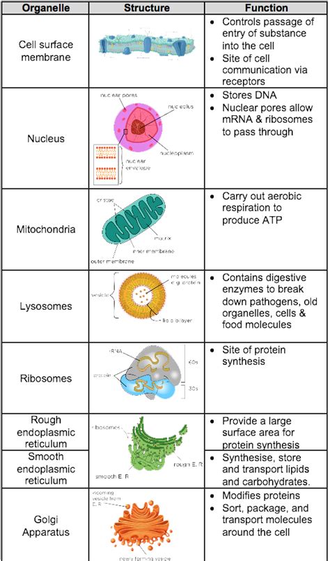 Plant Cell Organelles And Their Functions Ideas Of Europedias