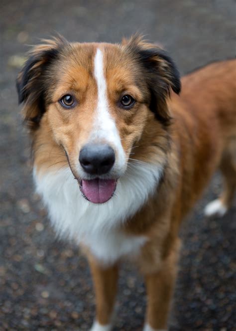 Shelter Dogs Of Portland Beau Shy Handsome Aussie Maybe Collie Mix