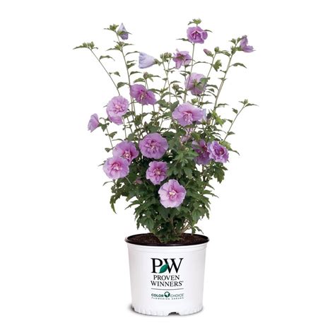 Proven Winners 2 Gallon 75l Pw Lavender Chiffon Hibiscus Flowering