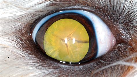 Cataract Stages In Dogs