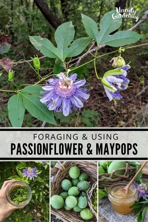 Growing And Foraging Passionflower And Maypops Ways To Use Them