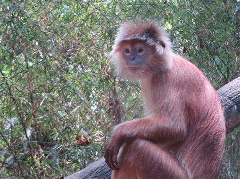 Here you will understand more about wildlife. Exotic wildlife of Indonesia - Sunny's Travels