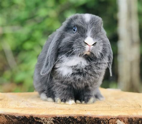 Holland Lop Rabbits For Sale Woodlawn Va 307293