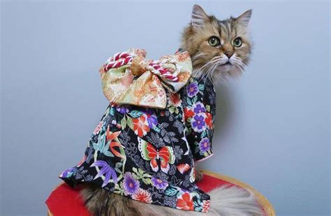 Play cat games at y8.com. Cats Wearing Kimonos Are Taking Over Japan And Frankly It ...
