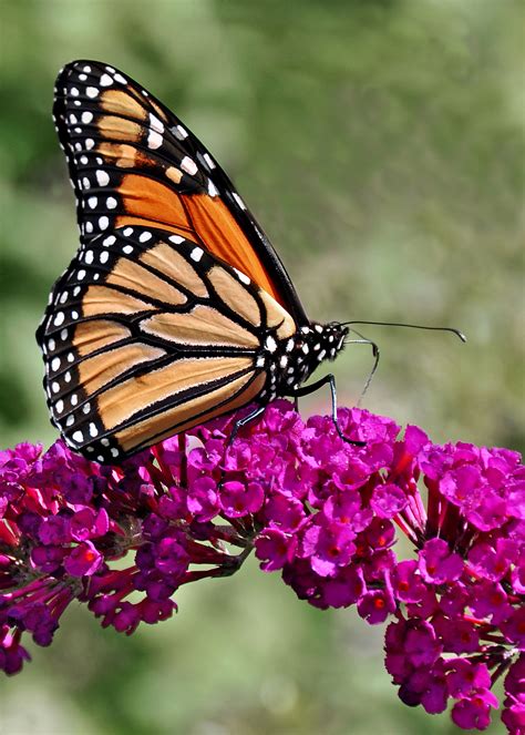 Monarch On Flower Shutterbug
