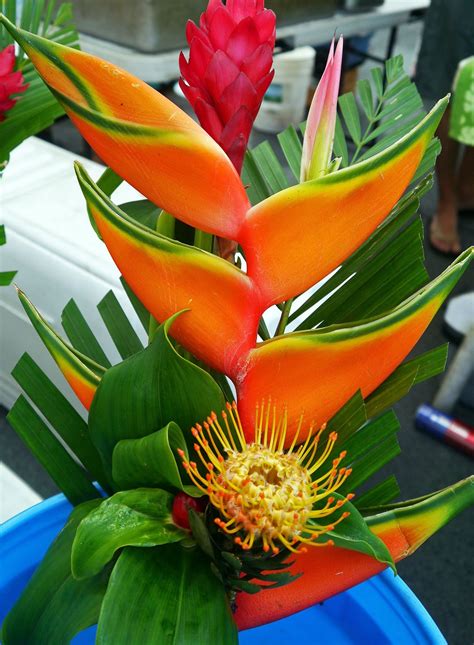 Tropical Flowers Hawaiian Red Ginger Heliconia And Pincushion Hawaii