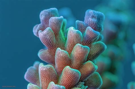 Stunning Close Up Of Vibrant Corals