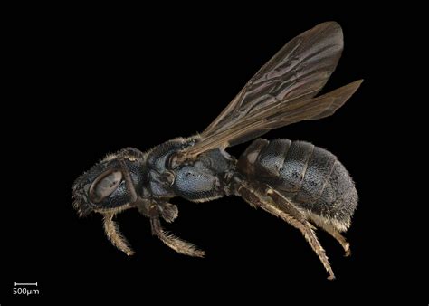 Je pense qu'il s'agit de ceratina cyanea, (hello mr terzo sos). Ceratina (Euceratina) | Exotic Bee ID