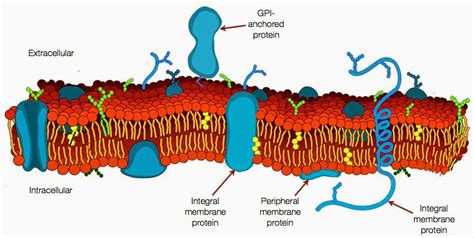 We did not find results for: Help: Using Blender for biology and making cell membranes ...