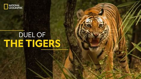 Duel Of The Tigers Worlds Deadliest हिन्दी National Geographic