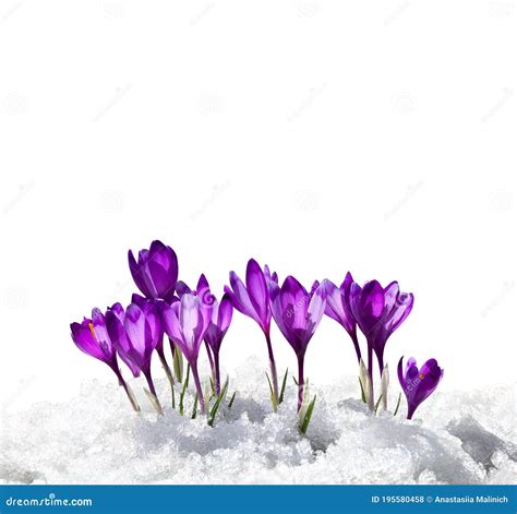 Krokus Krokus Heuffelianus Der Frühlingsschneeglöckchenblumen Violettes