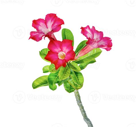Desert Rose Flower Or Adenium Isolated 24170612 Png