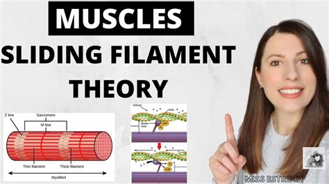 Structure Function Of Skeletal MUSCLES Myofibrils Sarcomere