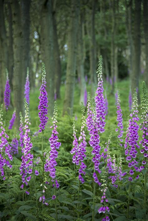 The ;eaves are an interesting purplish green on the top side, and eggplant purple on the reverse. MadWickedAwesome — Tall Foxgloves by Andrew Kearton Via ...