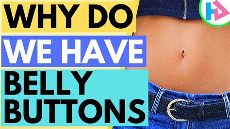 Why Do We Have Belly Buttons Or Navel Youtube
