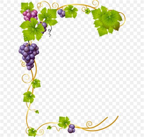 Common Grape Vine Vector Graphics Clip Art Stock Illustration Png