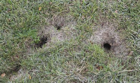 Quora is a place to gain and share knowledge. chipmunk control and treatments for the home yard and garden