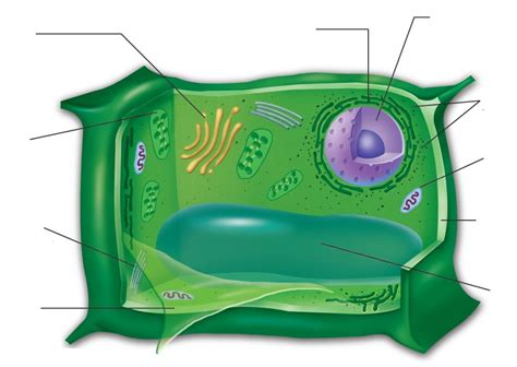 Animal cell plant cell picture. Plant cell