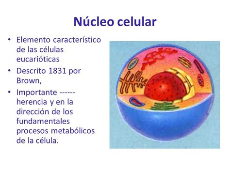 Perversos 5to B Nucleo Y Nucleolo Celular
