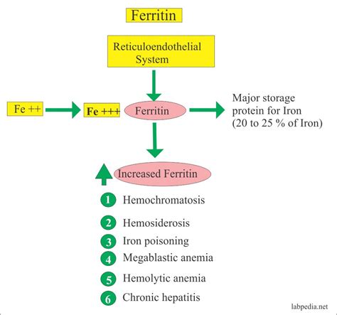 Ferritin Serum Ferritin Level Labpedia Net