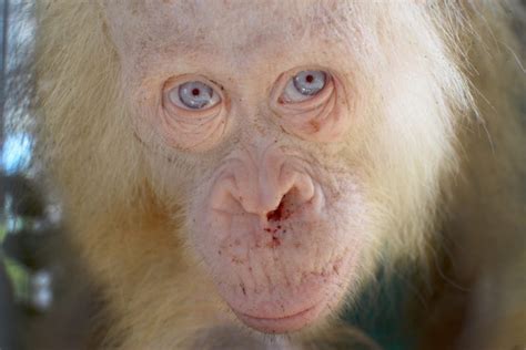 Meet Alba The Albino Orangutan Who Was Saved By Volunteers