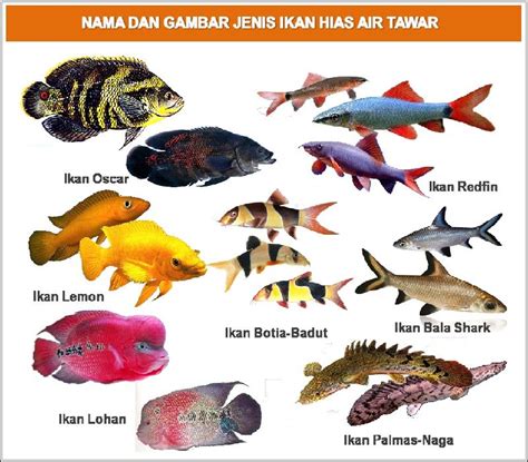 Ikan hias air tawar asli indonesia yang menjadi primadona adalah ikan arwana dan cupang. Nama-Nama Ikan Hias Air Tawar, Air Laut, Air Payau ...