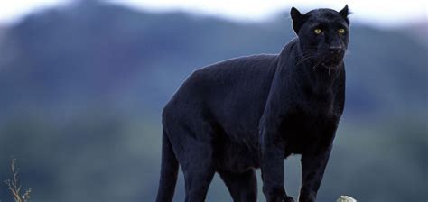 3040x1440 Resolution Black Panther India 3040x1440 Resolution Wallpaper