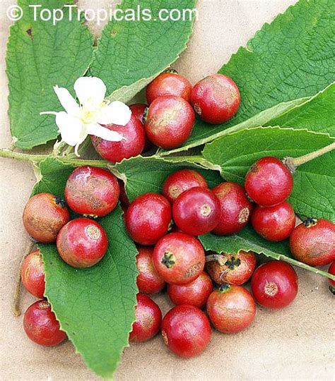 Muntingia Calabura Jamaican Cherry Strawberrytree