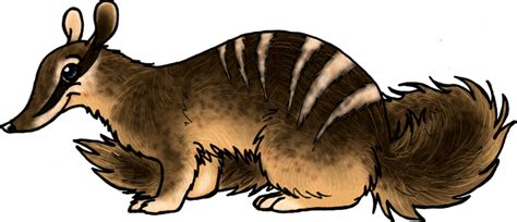 Another Numbat By Rheall On Deviantart