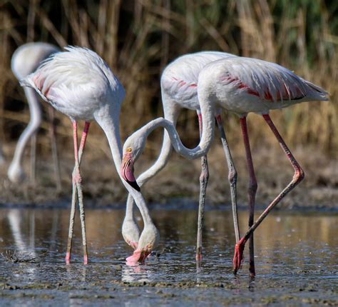 Greater Flamingo Birdforum