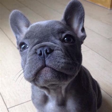 The french bulldog's grooming needs are low compared to many other dog breeds. Blue French Bulldog Pups | Manchester, Greater Manchester ...
