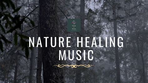 Relax Your Soul With Nature Healing Music Nature Sound Calm Relax