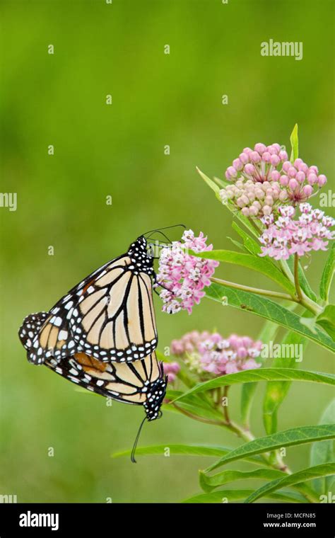 03536 05001 Monarch Butterflies Danaus Plexippus Male And Female