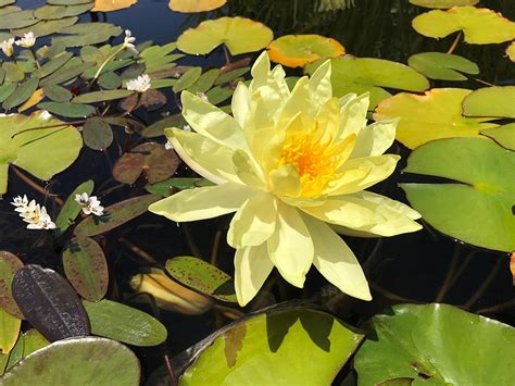 Lemon Yellow Water Lily Photograph By Douglas Roper Fine Art America