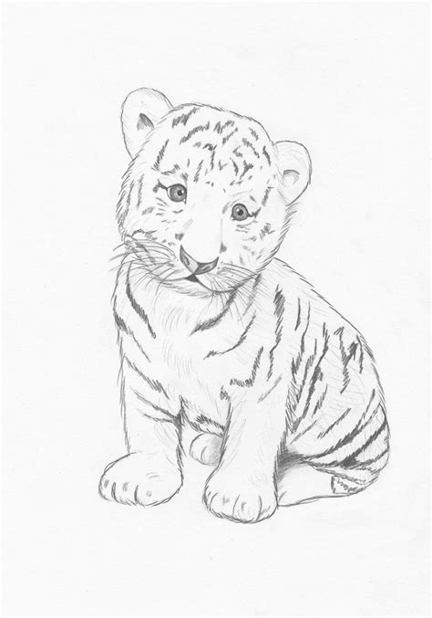 How To Draw A Tiger Cub Peepsburghcom
