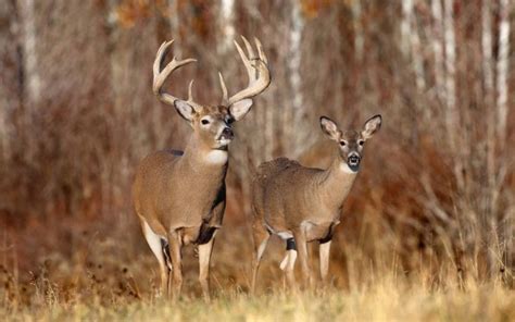Llamados Del Venado Pareja De Venados Whitetail Deer Hunting Deer