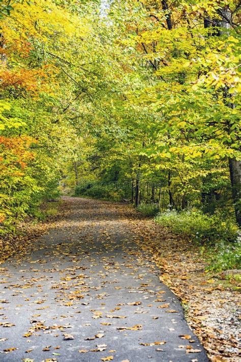 Walking Path For Lovers Of Autumn Nature With Yellowing Trees And