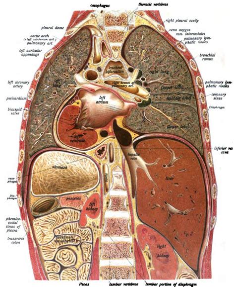 Anatomy Of Chest And Stomach Human Chest Anatomy Diagram Physiology