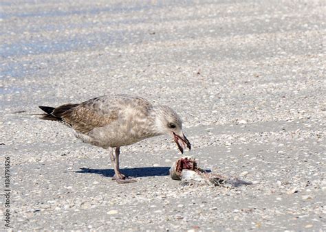 Immature Gull Eating A Dead Fish Washed Up On A Florida Beach Stock