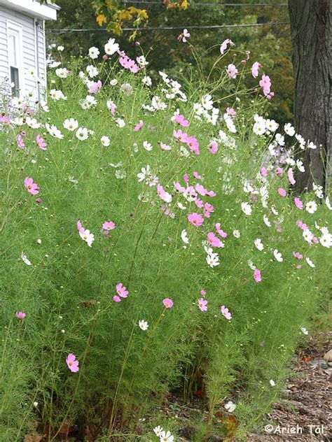 Cosmos Bipinnatus Garden Cosmos Go Botany