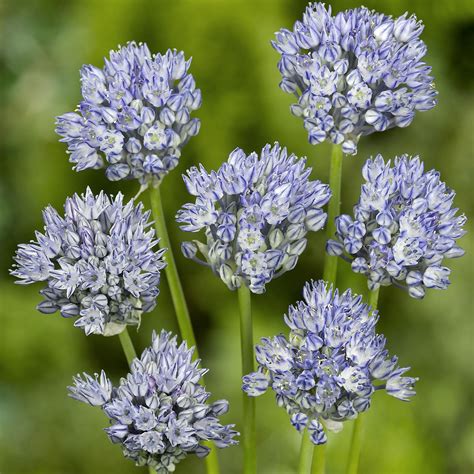 Allium Caesium Ail D Ornement Aux Fleurs Bleues En Boule