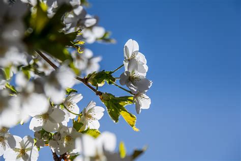 Wallpaper Sunlight Nature Sky Branch Blue Blossom Spring Tree