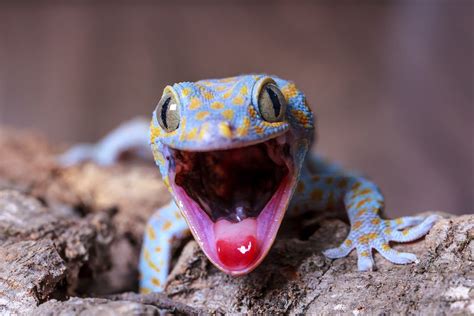 Top 10 Totally Gorgeous Geckos Film And Photo Earth Touch News